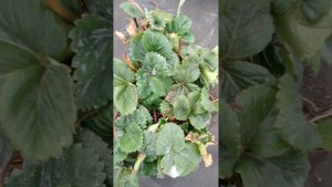 26.04.23 Фитоплазмин 30/10