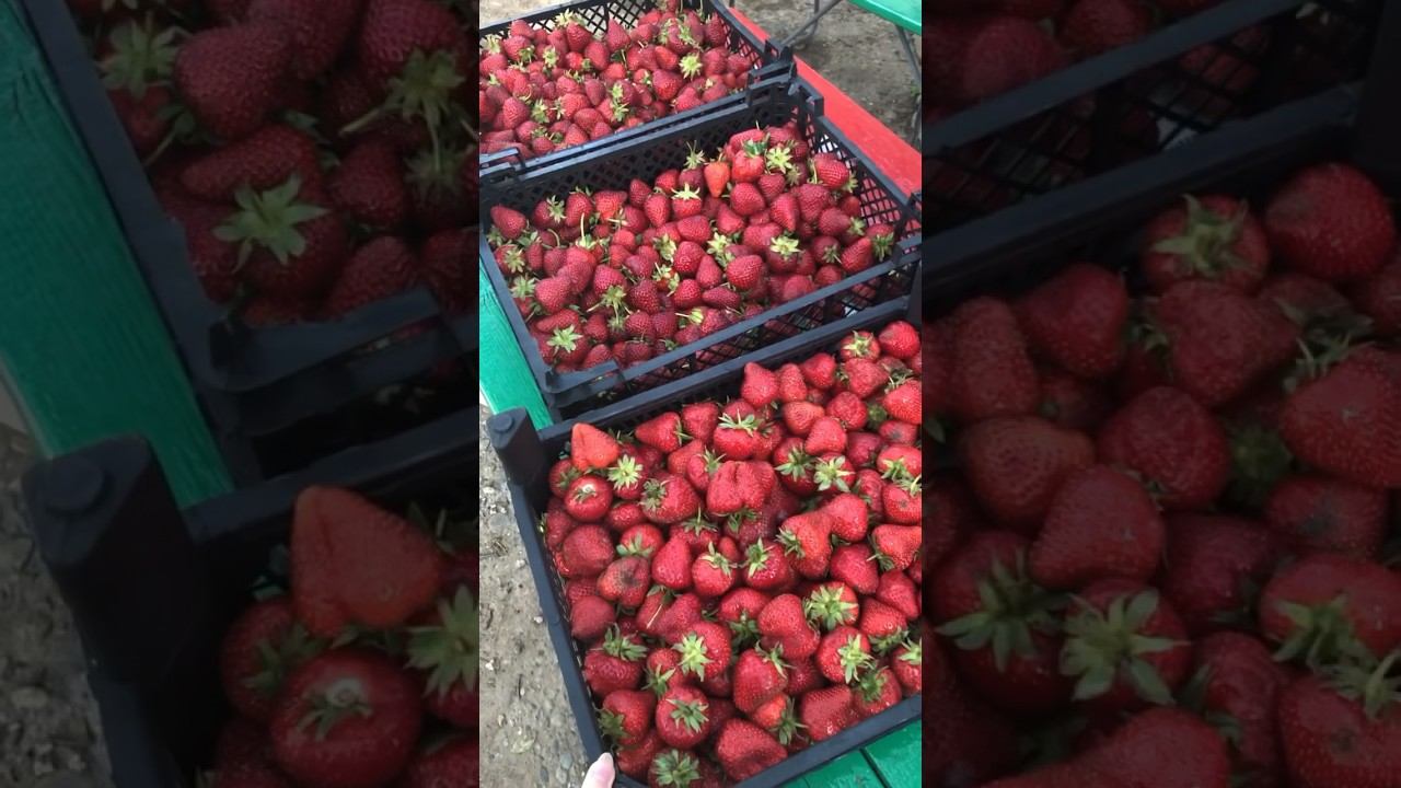 Купили 3 ящика клубники, что буду с ней делать￼? #клубника #заготовкиназиму