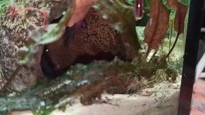 икра пельвиков