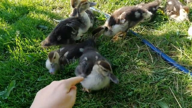 1 месяц. Утята индоутки. Индоутята. Взвешивание.