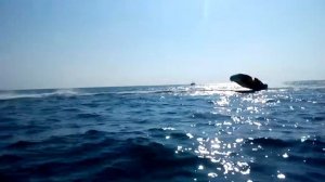 2016 08 24 Морской змей.