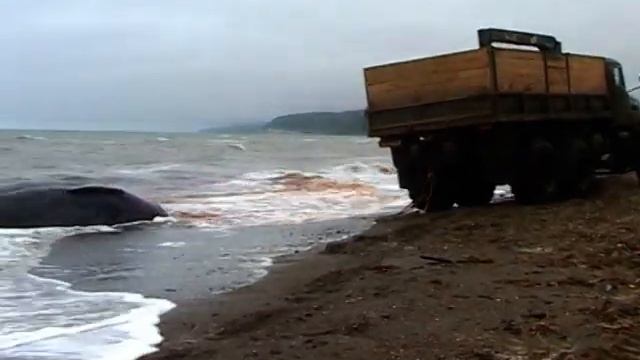 2005 8 про кита смотреть онлайн