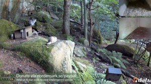 Именинники  резвятся. 9 июня манулятам исполнилось 2 месяца!