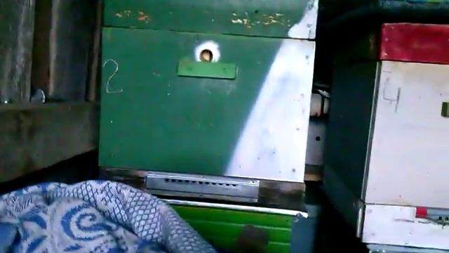 Подготовка к зимовке пчёл. Бакфаст или карника что лучше?