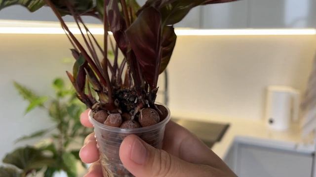 Всё о ПОЛУГИДРОПОНИКЕ для комнатных растений