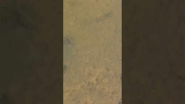 #bowfishing #dartfishing #slingshotfishing #slingshothunting #охотанарогатку смотреть онлайн