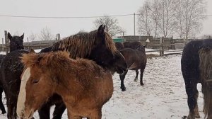 Жеребец целует кобылу по кличке теща