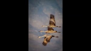 Daru madarak /Crane birds/