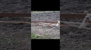 Укрытие винограда на зиму