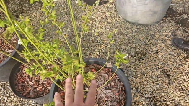 Что бы голубика лучше росла и плодоносила. смотреть онлайн