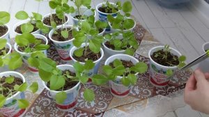 # 356. Мои Петунии. Стрижка, подкормка, рыхление. Загородная жизнь с нуля 2024