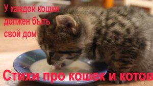 Стихи о кошках и котах разных поэтов.