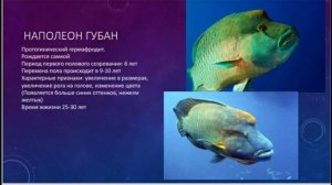 рыбы гермафродиты