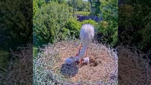 🪺😭🔞Шокирующее видео: аист съел своего птенца. Наблюдение за аистами Вольтом и Фазой...