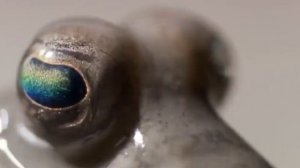 История Земли за 1 минуту!!!!