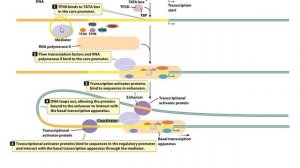 Spring 2015 Lecture 16 - EukaryoticTranscription and Gene Regulation