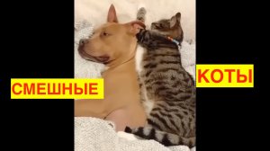 СМЕШНЫЕ КОТЫ. КОТИКИ. УЛЫБНИСЬ. ТАКИЕ ПРИКОЛЬНЫЕ.