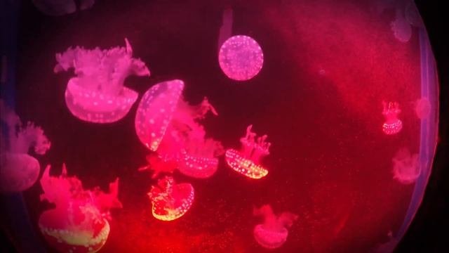 Успокаивающая музыка для сна и релаксации.