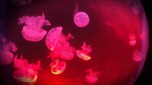 Успокаивающая музыка для сна и релаксации.