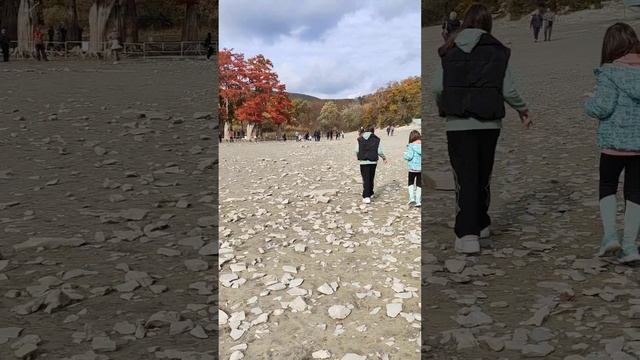 КИПАРИСЫ БОЛОТНЫЕ  1 ноября 2024 , Сукко #сукко смотреть онлайн