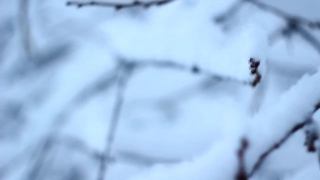 Снежок. Зима в Алматы 2016 смотреть онлайн