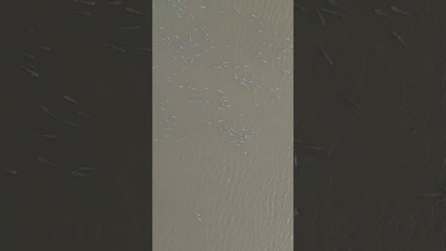 море пеленгасов #slingshotfishing #рыбалкасрогаткой #охотанарогатку #chingu #чингу смотреть онлайн