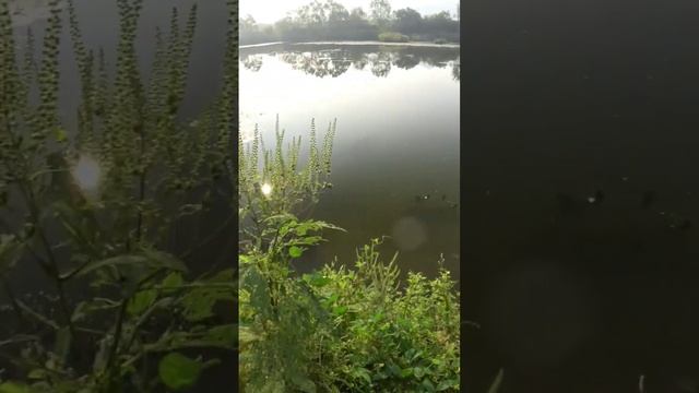 Выслеживаю добычу #slingshotfishing #fishing #рыбалка #охотасрогаткой #рыбалкасрогаткой смотреть онлайн