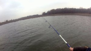 День шнурка