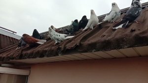 Серпастые голуби. Своя история. Часть 3