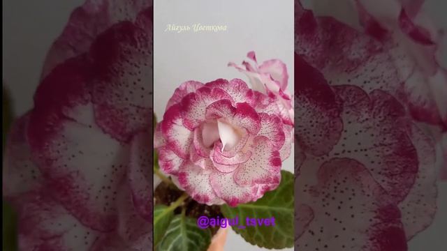 #геснериевые #глоксиниипочтой #глоксиния #красиво #цветынаокне #цветы #домашниецветы #фиалки