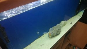 Обзор цихлидника на 300 литров