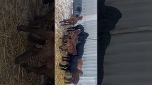 01.02.2024г. обработка ягнят от глистов.