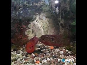 Нерест хромисов-красавцев