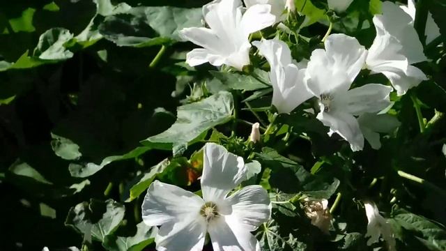 Вдова психолог «службы доверия» была в шоке, услышав в трубке родной голос спустя 5 лет… 688 смотреть онлайн