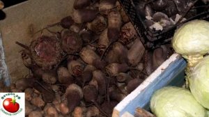 Свекла в погребе вянет ЧТО делать?