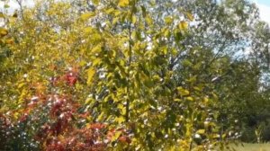 АБДУЛЛОХ ДОМЛА / АМРУ МАРУФ ВА НАХИЙ МУНКАР