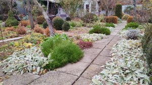 Чем закончились мои пересадки в розарии и как обрезала розы. 25.11.2024 г. Пятигорск.#южныйсад#розы