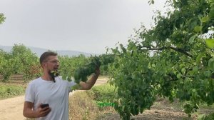 Как не испортить дерево обрезкой. Можно ли обрезать Жировики, волчки на груше