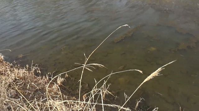 Зимняя охота на сазана смотреть онлайн