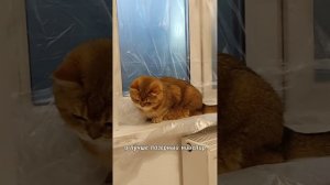 Кот- великий контролер. Часть 2