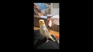 Корелла поёт.