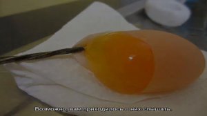 Причины появления у кур необычных яиц