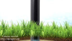 Избавляемся от земляной крысы в огороде!