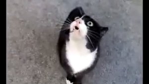 Кот ругается