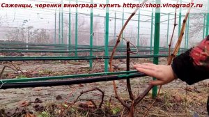 Обрезка винограда - снижение высоты штамба при обрезке - маленькие хитрости, ГФ Класс. Пузенко