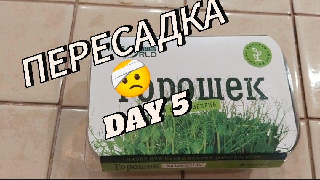 горошек😶 [пересадка]