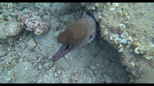 Мурене чистят зубы, Malikia Resort Abu Dabbab, Эль Маликия Резорт Абу Даббаб