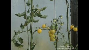 Белый черри. СЕМЕНА ПОЧТОЙ http://xn--e1asdrqg.xn--p1ai