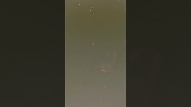 нерест #нерест смотреть онлайн