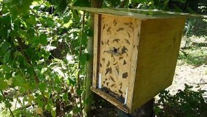 Ловушка для пчел спустя 1,5 месяца // Пчеловодство с нуля